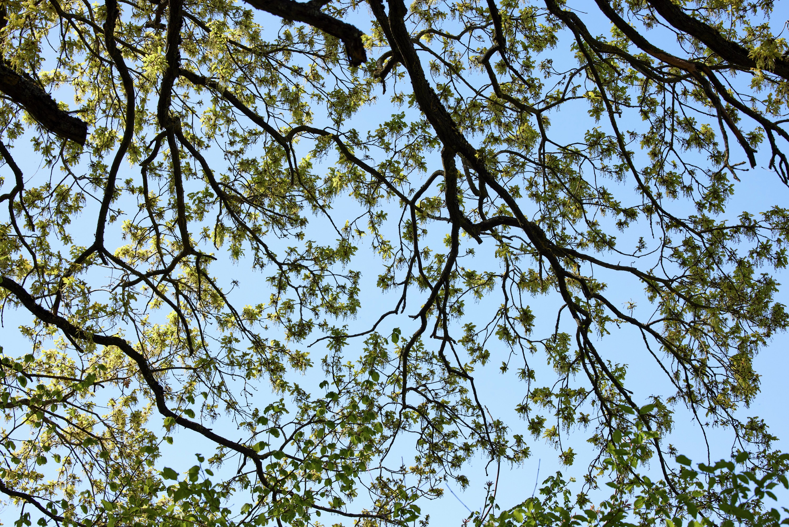 BILDER_Weg_Michaelsberg