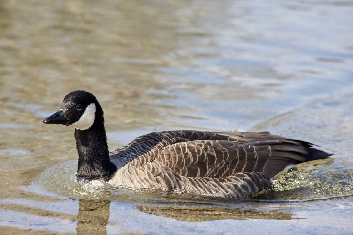BILDER_Ente_auf_Baggersee_Blick_nach_links
