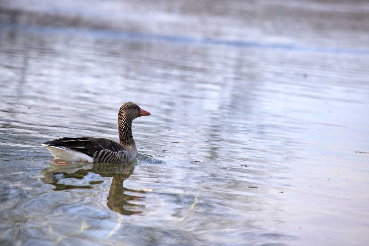 BILDER_Ente_auf_Baggersee_Blick_nach_rechts