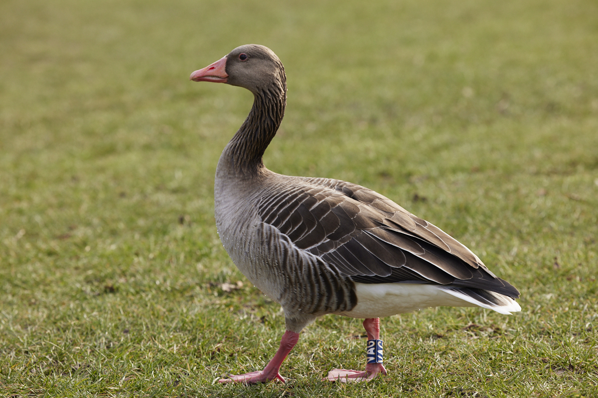 BILDER_Ente_auf_Gras_Lauf_nach_links